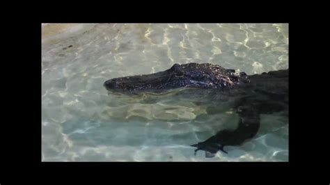 Alligator Feed At Adventure Aquarium Youtube