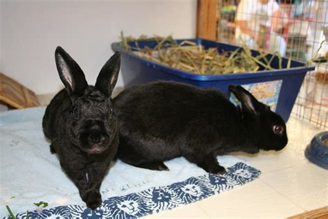 Petco is a pet supply and service company with more than 1,300 locations. Petco Bunnies
