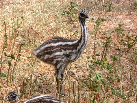 Long Legged Emu Chick Free Stock Photo Public Domain Pictures