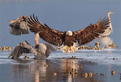 9 Stunning Bird Photos Win Audubon Contest