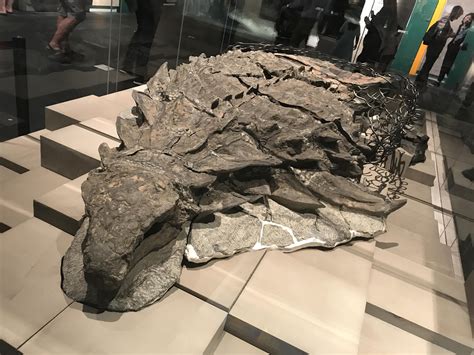 Best Preserved Nodosaur Fossil Rpics