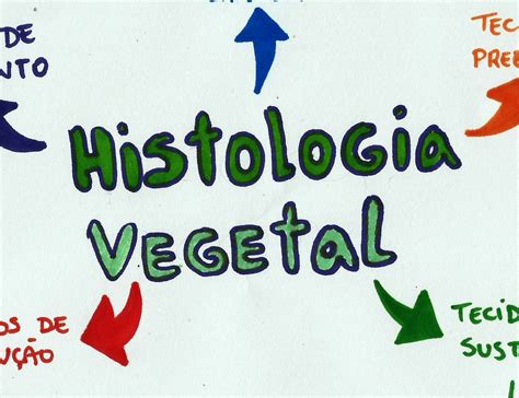 Mapa Mental O Que é Histologia Vegetal Desconversa