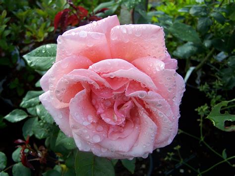 Hybrid Tea Rose For Sale By Mail Order From East Sussex