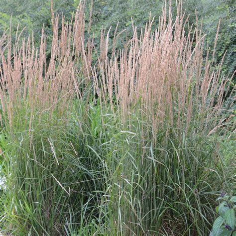 Calamagrostis Karl Foerster Buy Feather Reed Grass