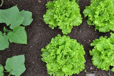 Free Images Food Harvest Produce Lettuce Plants Leaves
