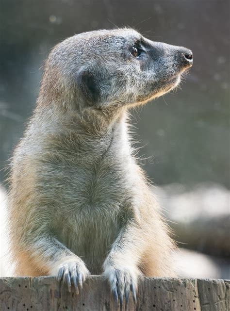 Close Up Of An Alert Meerkat At The Houston Zoo In Texas Stock Photo
