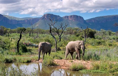 Gift card companies in south africa. Marataba Safari Lodge • Luxury Hotels TravelPlusStyle