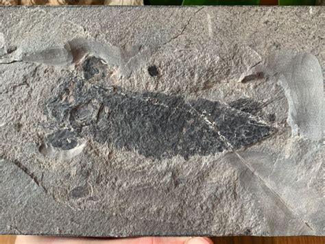 Pentlandia Macroptera Devonian Fossil Fish Scotland 01
