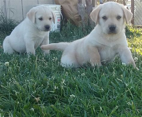 Goldendoodles are designer dogs, a hybrid resulting from breeding two purebred dogs. Labrador Retriever Puppies For Sale | Ravenwood, MO #220927