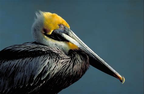 Free Picture Side Brown Pelican Bird