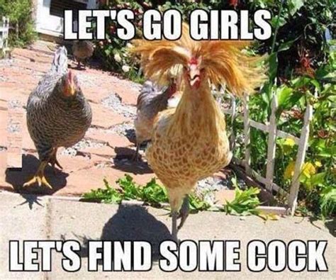 Lets Go Girls Funny Chicken Pictures Chicken Humor Chicken Pictures
