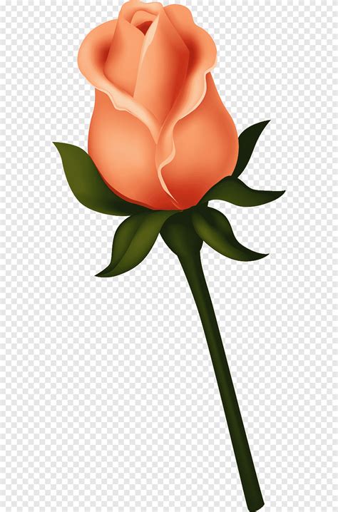 Черная роза бутон роза апельсин декупаж png PNGEgg