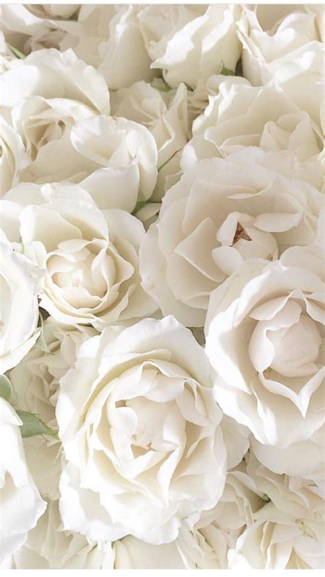 White Rose Aesthetic Wallpapers Top Free White Rose Aesthetic