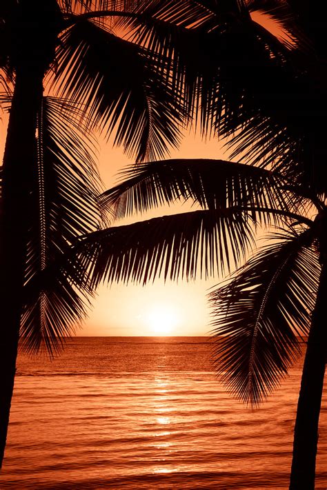 Silhouette Graphy Of Two Coconut Trees Near Body Water During Golden