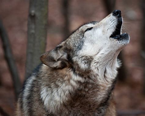 Howling Wolf Pictures Images And Stock Photos Istock