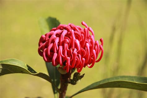 Waratah The State Flower Of New South Wales Australian Plants