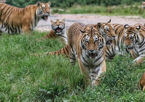 Hilarious Images Show A Group Of Siberian Tigers Chasing A Helpless