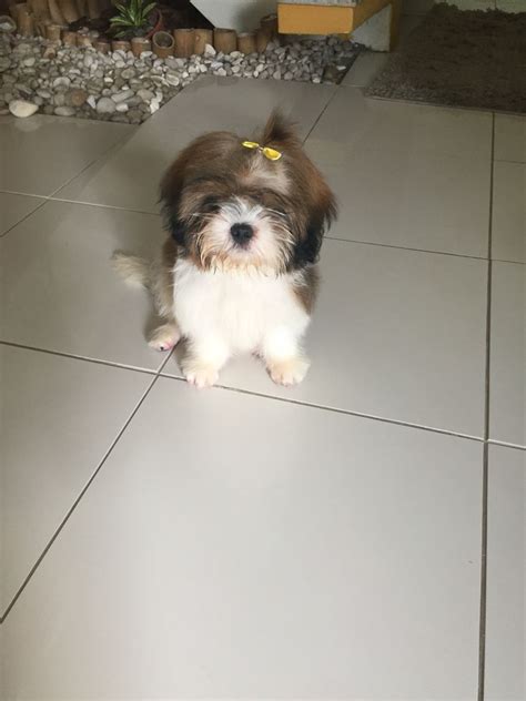 Brownie 4 Month Old Shih Tzu Puppy Cuteness 4 Month Olds Shih Tzu