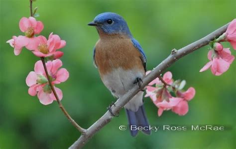 Eastern Bluebird On Spring Branch Becky Ross Mcrae Photography Bird