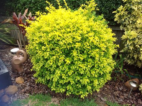 Duranta Sheena's Gold | Outdoor plants, Plants, Front yard landscaping