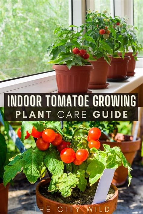 Expert Tips For Growing Tomatoes Indoors Tomato Plant Guide