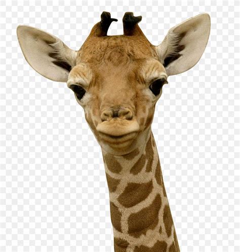 Baby Giraffes Infant Child Sleep Png 1172x1232px Giraffe Animal