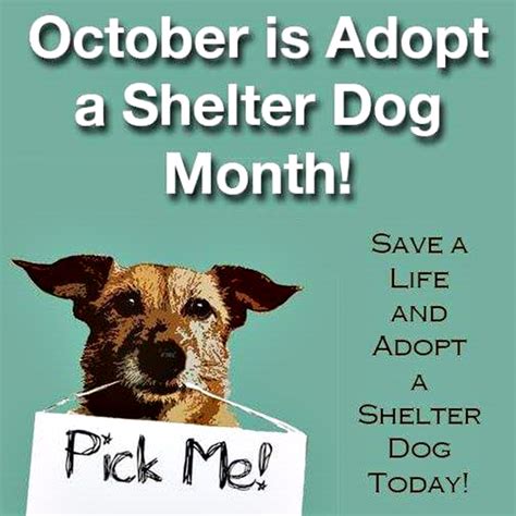 Miss Ednas Place October Is Adopt A Shelter Dog Month