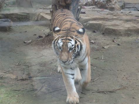 Nanning Zoo