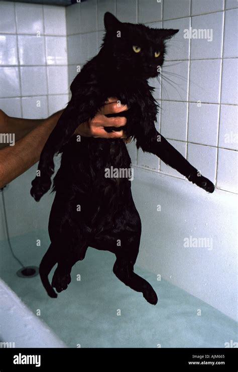 A Wet Cat Being Lifted Out Of A Bath Stock Photo Alamy