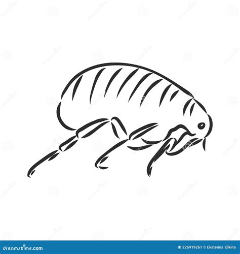 Vector Engraving Antique Illustration Of Flea Isolated On White