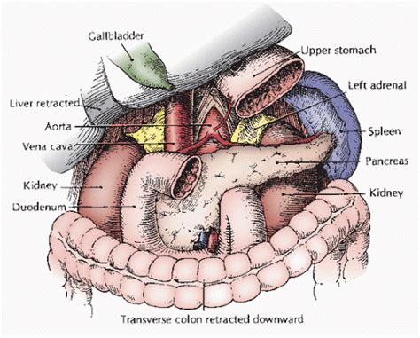 Anatomy Of The Adrenal Glands Kidney Ureter And Pelvis Abdominal Key