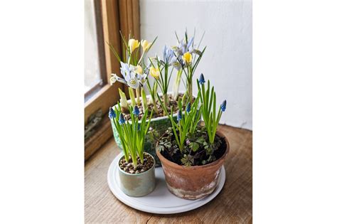 Forcing Bulbs Spring Bulbs Indoor Gardening Spring Colors Plants