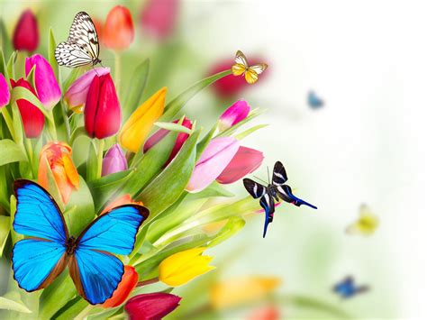 spring flowers tulips butterfly windows themes  hd