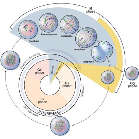 The Cell Cycle Phases Mitosis Regulation Teachmephysiology Gambaran