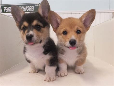 Generally, the more you pay the more premium the lineage of the breed and. Corgi price range. How much do Corgis cost. Where to buy a ...