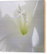 White Gladiola Flower Macro Photograph By Jennie Marie Schell Fine