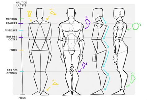 comment bien dessiner les proportions du corps humain zephy