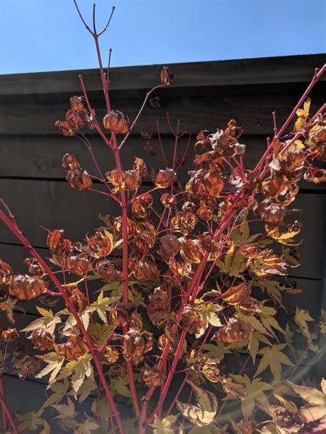 Japanese Maple Top Leaves Curling Scorching Up