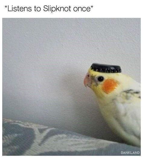 39 Birb Memes Thatll Make You Coo With Pleasure Funny Parrots Funny
