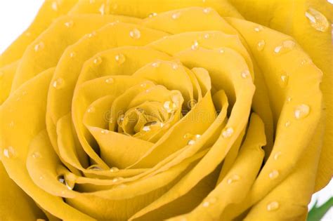 Yellow Rose With Water Drops Stock Photo Image Of Grow Moisture
