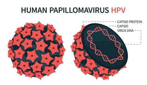 An Enlarged Schematic Structure Of Papilloma Virus 3367580 Vector Art