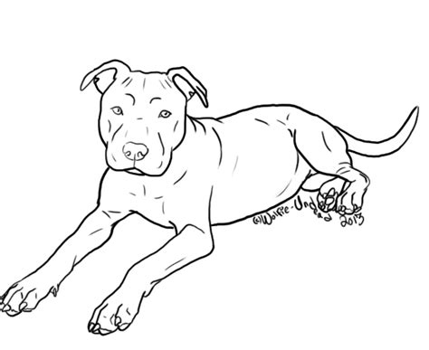 Pitbull Face Drawing At Explore Collection Of