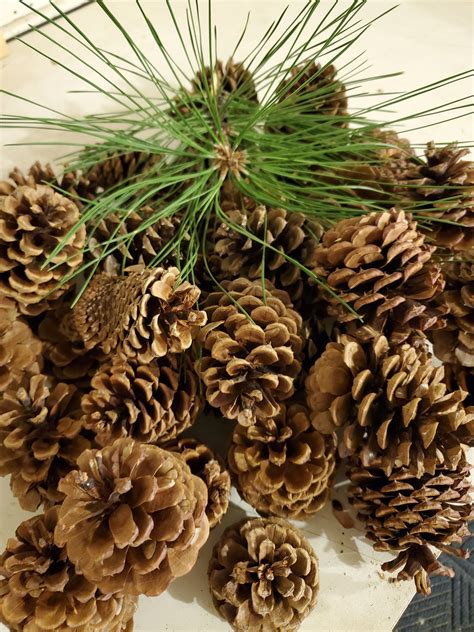 Bulk Pine Cones From Montana 25 Ponderosa Pine Cones 3 4 Etsy