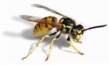Pictures of Is A Wasp An Insect