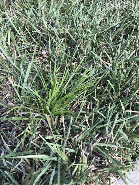 Weed Identification In St Augustine Lawnsite Is The Largest And