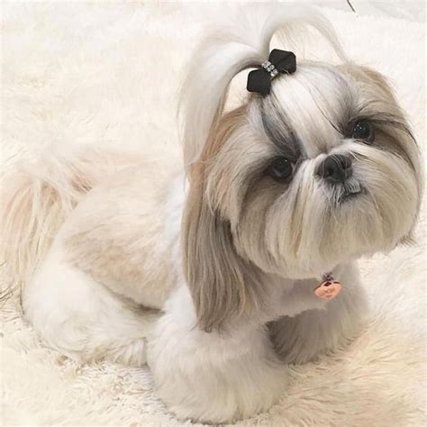 14 Adorable Shih Tzu Who Will Make Your Day Better Shitzu Dogs