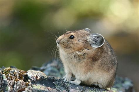 Warming Threatens Pika In Nepals Himalayas The Third Pole