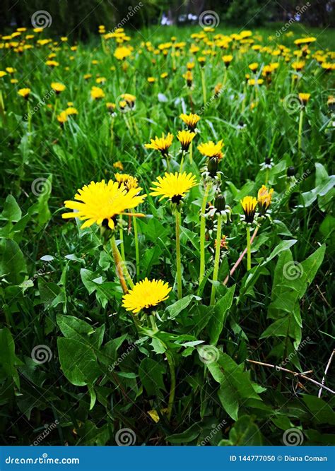 Dandelion Field Yellow Dandelions In Green Grass Stock Photo Image