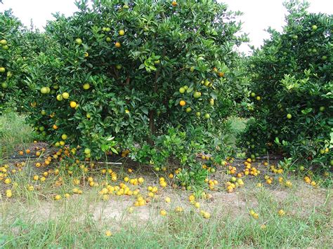 Wsu Grant Will Help Fight Devastating Citrus Disease Wsu Insider