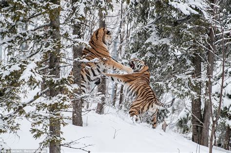 Siberian Tigers Caught In Snowy Scuffle In Sweden Over Female Daily